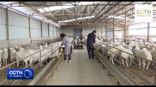 Lélevage de moutons augmente les revenus des villageois dans le Shanxi [upl. by Bengt]