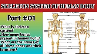 skeleton system of human body anatomy and physiology  bones names and location [upl. by Fiore958]