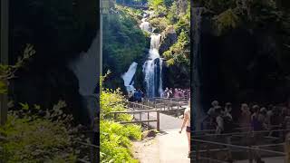 It was almost a calm day The 🐝⚔️ at Triberg waterfalls traveleurope waterfall wasp [upl. by Uamak]