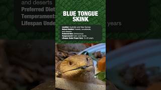 Reptiles For Beginners  Blue Tongue Skink shorts reptile reptiles [upl. by Mateya155]