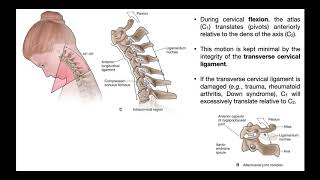 The Transverse Cervical Ligament EXPLAINED [upl. by Swisher]