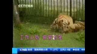 Male Tiger kills a Tigress [upl. by Ainit]