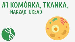 Komórka tkanka narząd układ 1  Homeostaza [upl. by Ettennod]