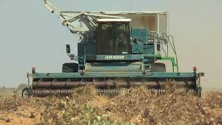 Amadas 9900 CDS peanut harvester working in South Africa May 2018 [upl. by Angi]