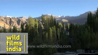 Poplar trees in Ladakh [upl. by Anifesoj397]