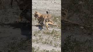 cheetah cubs a masterclass in hunting [upl. by Atinwahs]