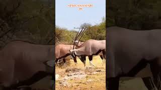 AFRICAN SAFARI 4K Scenic Wildlife Film with Under the Sea Music [upl. by Sirrep]