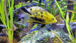 Wild Orange Chromide pair Pseudetroplus maculatus with eggs [upl. by Sualkcin557]