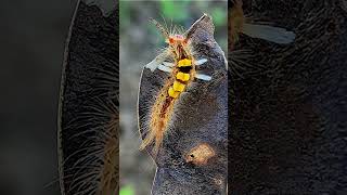 Cocoa Tussock Moth [upl. by Ecirb]