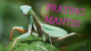 Praying Mantis  The Ultimate Predator [upl. by Malonis]