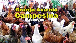 GRANJA AVÍCOLA CAMPESINA cap 2 [upl. by Ariamat]