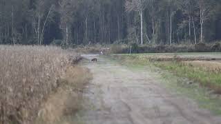 Pungo Unit of Pocosin Lakes National Wildlife Refuge  Red Wolf Sighting [upl. by Meda]