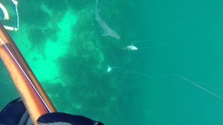 Spearfishing in Norway Shark attack [upl. by Uos]