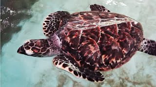 What Do Sea Turtles Eat Hawksbill Turtles Lunch Time  CEYLON TURTLE TALES [upl. by Jorrie319]