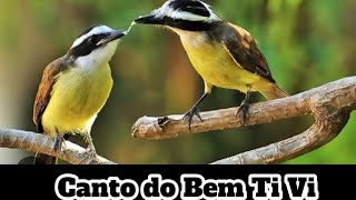 Canto do BemtiVi [upl. by Haliak]