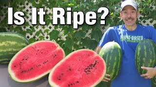 🍉 When to Pick Perfectly Ripe Watermelons Grown in the Garden  Best Time to Harvest Every Time [upl. by Esau54]