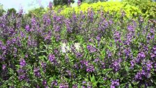 Angelonia Serena™ Purple [upl. by Naujad412]