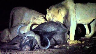 Leones cazando de noche [upl. by Aliac]