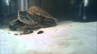 Red Eared Slider Turtle Eating Worms [upl. by Leahcimed]