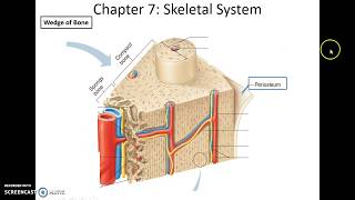 Human Anatomy amp Physiology Chapter 7 Part 1 Skeletal System [upl. by Cerveny]