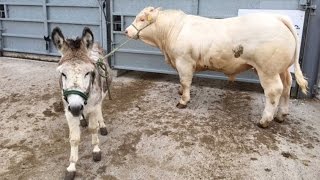 Donkey Teaches Cows To Walk [upl. by Ameline948]