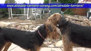 large Airedale Terriers [upl. by Noremak457]