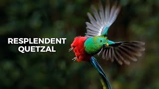 Resplendent Quetzal [upl. by Jayme213]