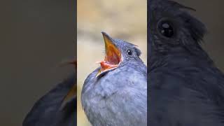 Sound of Alarm 🚨⏰Amezing sound 🐦🐦🌳🐦🌳🍀💚Bird sound birds sound amezing youtubeshorts nature [upl. by Hare438]