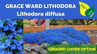 Grace Ward Lithodora  Lithodora diffusa Grace Ward [upl. by Andreas]