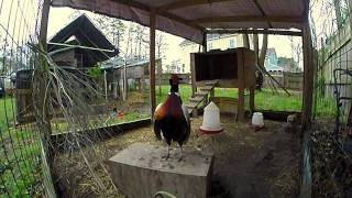 Ringneck Pheasant Courtship [upl. by Eladnek]