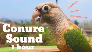 green conure sound 1 hour green cheek conure parrot bird shout loudly in the morning [upl. by Sorgalim]