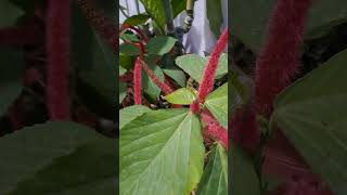 Acalyphahispida plants garden youtubeshorts whatsappstatus trending shortvideo [upl. by Ariamo3]