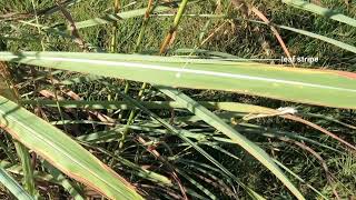 Growing Tips  Identifying Gamba Grass [upl. by Notserk]