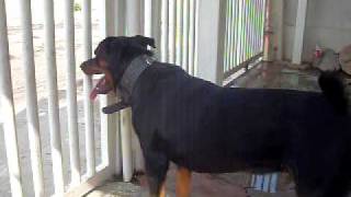 rottweiler barking at pigeons [upl. by Mchenry]