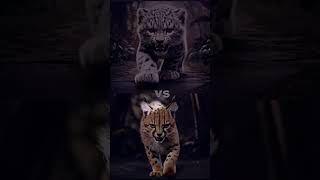 Snow leopard cube vs Tiger cub vs Lion Balck panther cub cheetah caracal lynx serval cats [upl. by Notsahc]