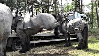 Kaltblüter Gestresste Nervenbündel 42 Int Historisch Festival Panningen am 30072023 [upl. by Oirelav543]