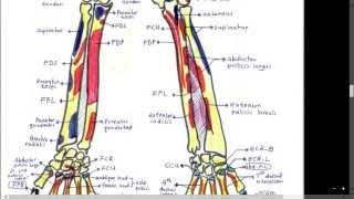 Upper limb Ms of forearm amp hand origin amp insertion by Dr Khaled Milad [upl. by Adleme770]