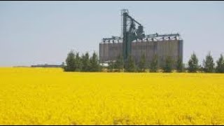 China Strikes Back Canola Trade Probe [upl. by Arrat]