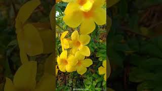 Allamanda cathartica  Family Apocyanaceae plantscience4u [upl. by Anauj]