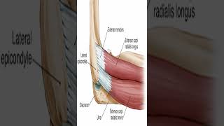 Anatomy Extensor Carpi Radialis Brevis ECRB shorts [upl. by Beaver705]