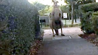 Giant Kangaroo Terrorizes Australia [upl. by Ailema9]