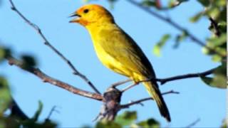 ♫ Jilguero Dorado  Sicalis Flaveola  Saffron Finch ஜ [upl. by Julissa226]