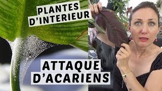 🌿 ARAIGNÉES ROUGES  LES ACARIENS ATTAQUENT MES PLANTES VERTES  COMMENT LES RECONNAITRE [upl. by Hauser]