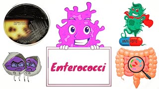 Enterococci  Enterococcus faecalis and E faecium English  Medical Microbiology [upl. by Faubion]