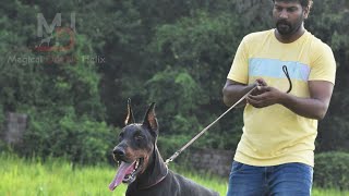 European Doberman ChOracle by Calliana  Kerala  India [upl. by Anyr975]