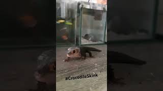 Crocodile Skink reptiles reptil hewanlucu shorts short video trending [upl. by Guthry]