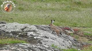 Liebre común o liebre europea Lepus europaeus [upl. by Lerual636]