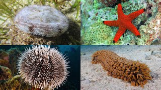 Echinoderms 101 Sea Stars Sea Urchins Sea Cucumbers and More [upl. by Vanden137]