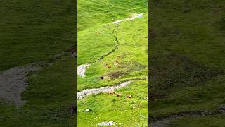 📍Brienz Rothorn Bahn Switzerland 🇨🇭 follow for more daily shorts 🇨🇭 [upl. by Ottilie]