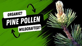 Exploring Organic Pine Pollen  Why Wildcrafted is Beyond Organic [upl. by Gardel99]